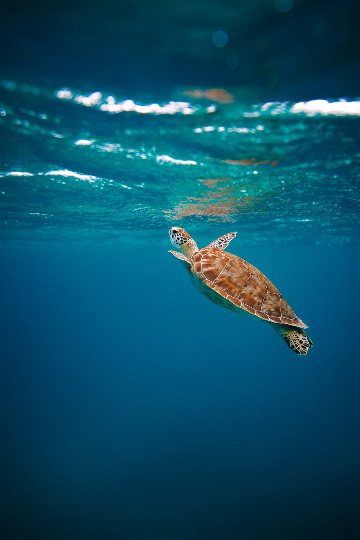 Zeeschildpad bij Curaçao